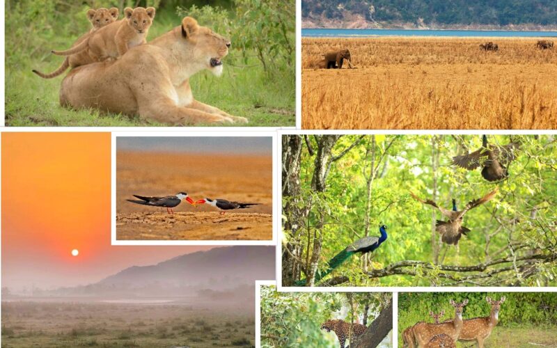 प्रकृति और वन्यजीव प्रेमी के लिए भारत के 12 सर्वश्रेष्ठ राष्ट्रीय उद्यान-2023/ 12 Best National Parks In India For Nature And Wildlife Lovers-2023