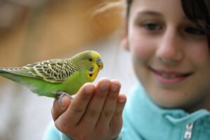 bird care in summer