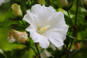 image-38