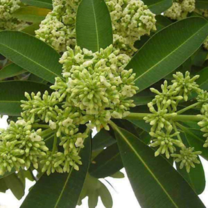 image-52