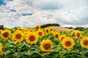 SUNFLOWER