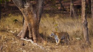 BANDHAVGARH