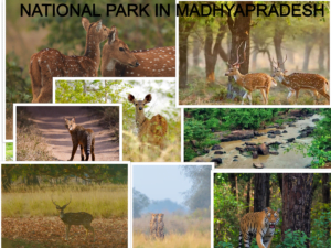 NATIONAL PARK IN MP