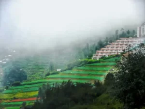 a-building-in-munnar-hill-station-263562-pixahive_optimized