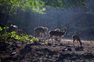 Bandhavgarh-National-Park