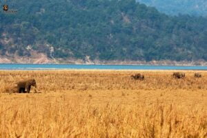 Jim-Corbett-National-Park