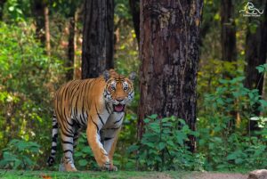 Kanha-National-Park