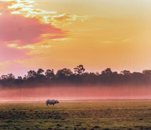 Kaziranga-National-Park