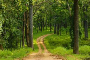 Nagarhole-National-Park1