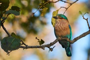 Pench-National-Park1