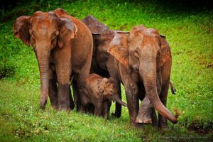 Periyar-National-Park