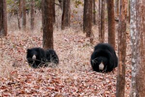 Satpuda-National-Park