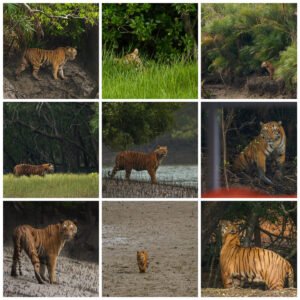 Sundarbans-National-Park