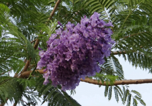 image-27
