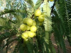 Amla-Tree