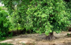 Peepal-Tree