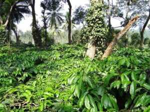 coffee-plantation-gf4c2f59d8_640