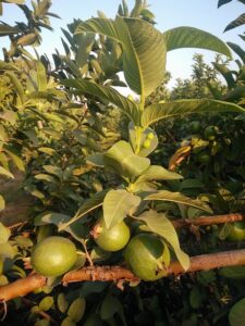 guava-g7bc8b8d5e_640