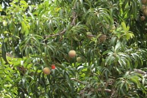 mango-gff3bf8f1c_640