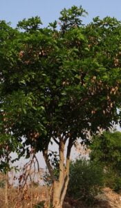 milletia-pinnata-ge06b67ebd_640