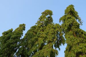 polyalthia-longifolia-g16a61175a_640