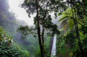 The Remarkable Gifts Rainforests Bestow upon Humanity