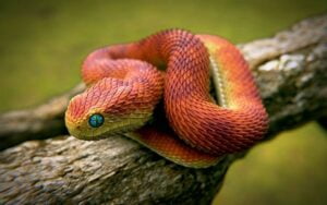 African-Bush-Viper