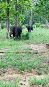 Bandhavgarh-National-Park-1