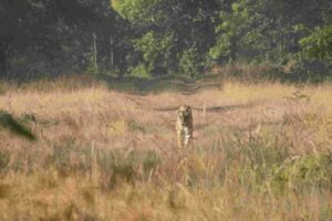 Bandhavgarh-National-Park