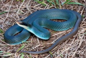 Blue-Racer-Snake
