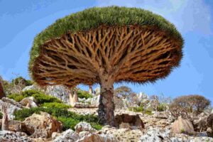 Dragons-Blood-Tree0