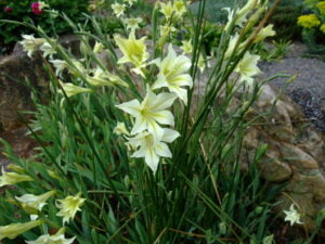 Gladiolus-tristis