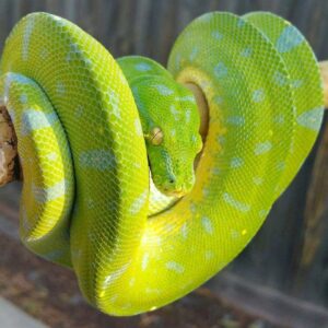 Green-Tree-Python1