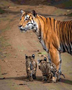Kanha-National-Park