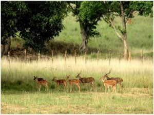 Kanha-National-Park-640x480-1