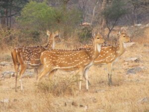 Madhav-National-Park