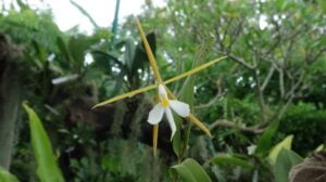 Night-Scented-Orchid