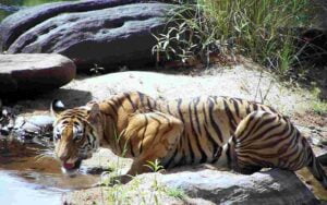 Panna-National-Park
