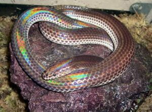 Sunbeam-snake