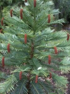 Wollemi-pine0