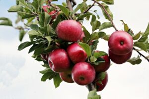 apples-g4dc098f1a_640