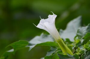 datura-ge1094c6a3_640