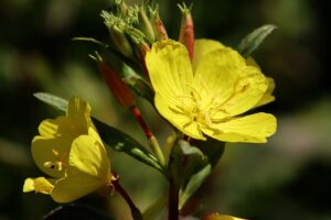 evening-primrose-ga9bf4563d_640