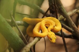 eyelash-pit-viper-gbb9f31fa9_640