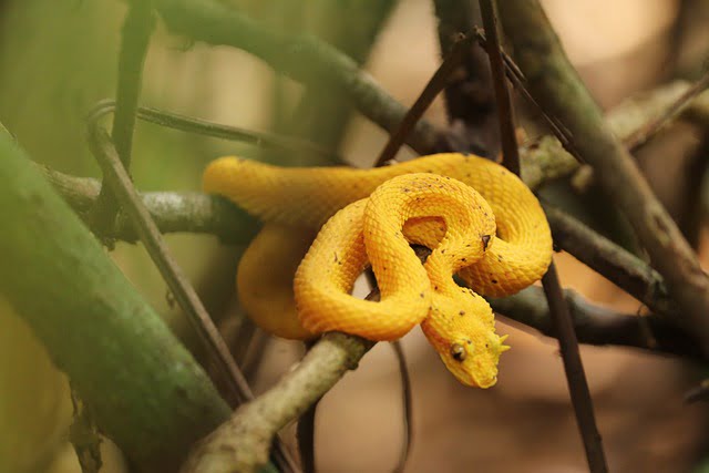 Top 11 Most Beautiful Snakes in The World
