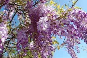 flower-3342728_640