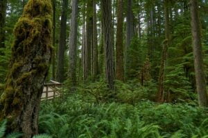 forest-g536a48dab_640