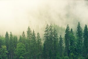 forest-gb463324ff_640