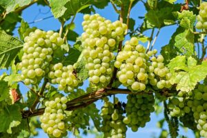 grapes-g82a485ac6_640