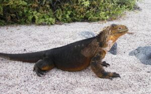 iguana-ga17b897d5_640